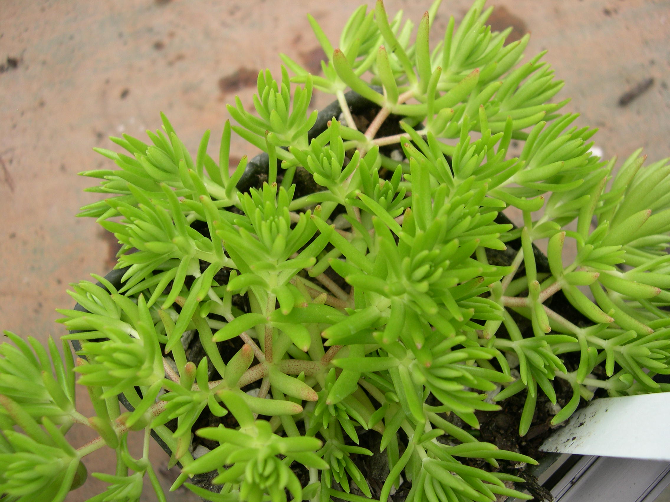 Sedum mexicanum